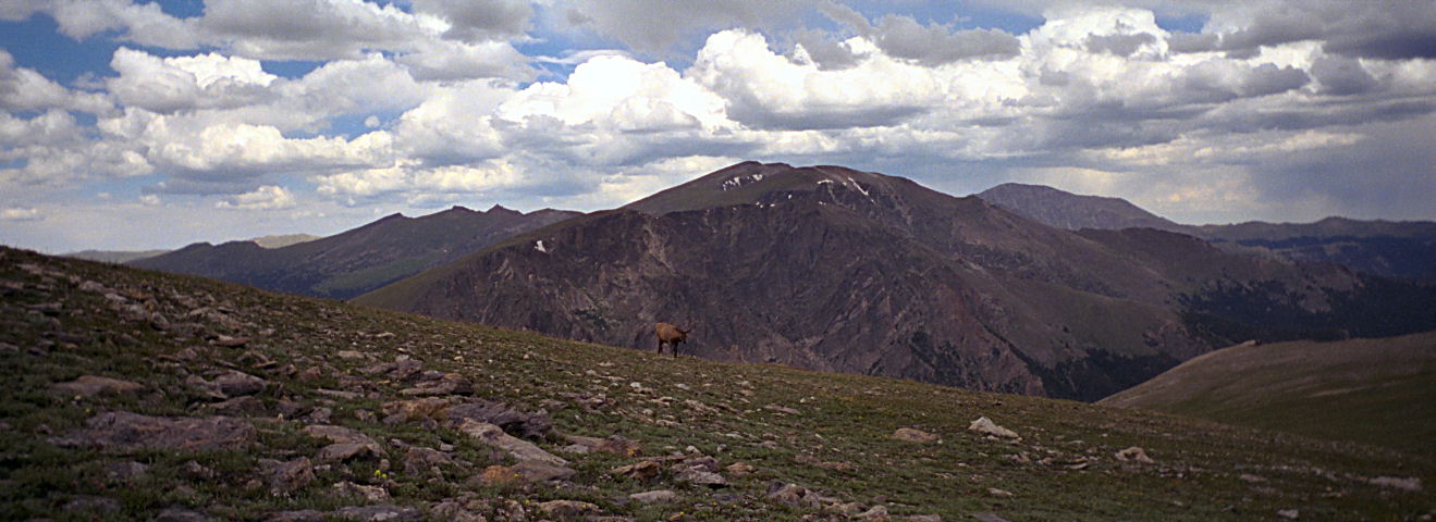 Elk